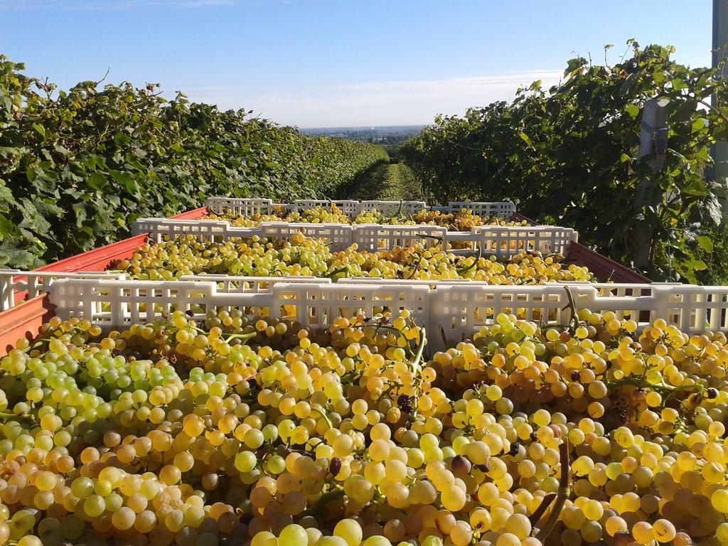 Agriturismo E Cantina La Sabbiona Faenza Exteriér fotografie